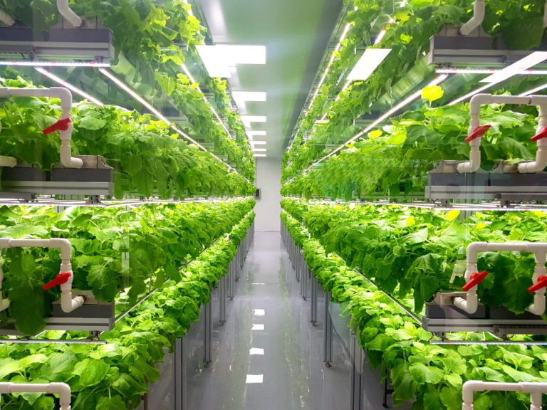 Vertical Farming Pros & Cons