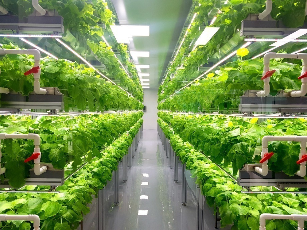 Vertical Farming Pros & Cons