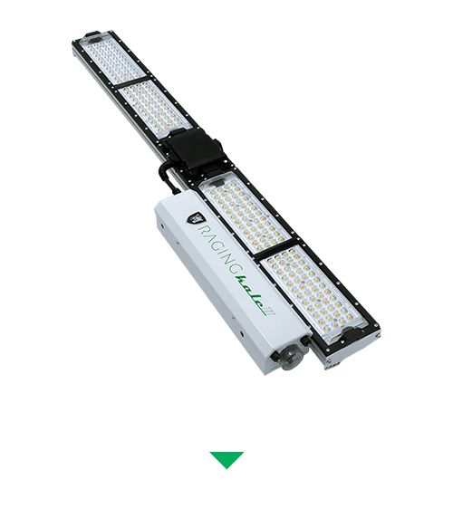 Raging Kale Scynce LED